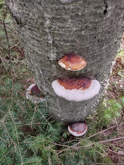 Fomitopsis mounceae