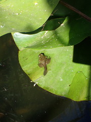 Pelophylax ridibundus