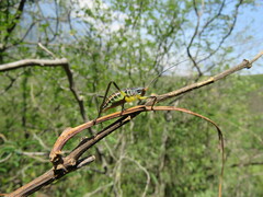 Pterophylla beltrani