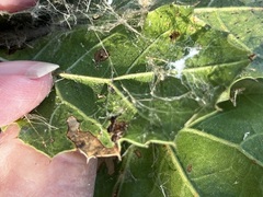 Stigmella anomalella