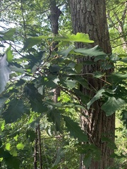 Quercus montana