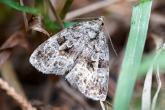 Protodeltote muscosula