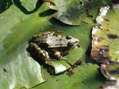 Pelophylax ridibundus