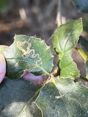 Stigmella anomalella