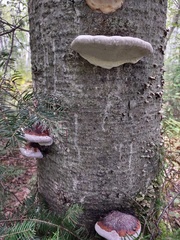 Fomitopsis mounceae