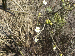 Montinia caryophyllacea
