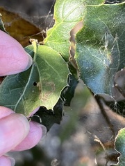 Stigmella anomalella