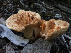 Turbinellus floccosus