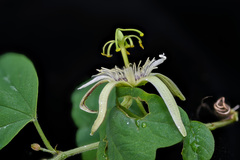Passiflora pavonis