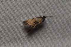Neocochylis dubitana