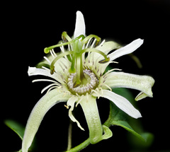 Passiflora pavonis