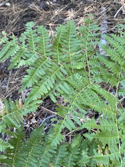 Pteridium aquilinum pubescens