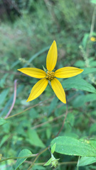 Coreopsis major