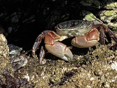 Pachygrapsus crassipes