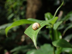 Cepaea nemoralis