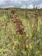 Juncus maritimus