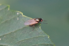 Cyclorrhapha