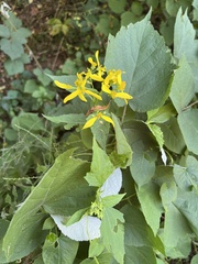 Verbesina occidentalis