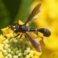 Physocephala tibialis