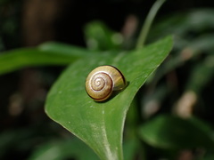 Cepaea nemoralis