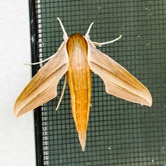 Xylophanes tersa