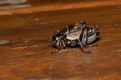 Cyphoderris monstrosa