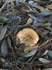 Lactarius