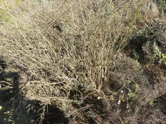 Montinia caryophyllacea