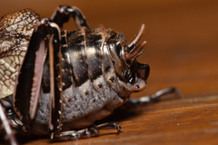 Cyphoderris monstrosa