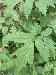 Actaea