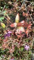Geranium caespitosum
