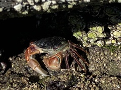 Pachygrapsus crassipes