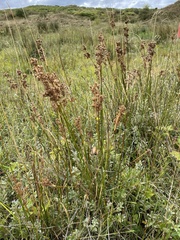 Juncus maritimus