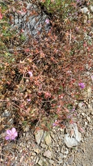 Geranium caespitosum