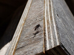 Protophormia terraenovae