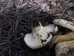 Lactarius alnicola
