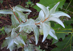 Elaeagnus commutata