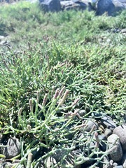 Salicornia pacifica