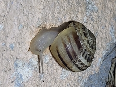 Eobania vermiculata