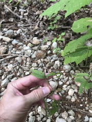 Monarda bradburiana