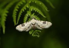 Eupithecia centaureata