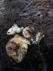 Lactarius alnicola