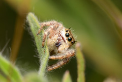Phidippus clarus