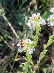 Eristalis arbustorum