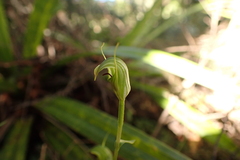 Pterostylis trullifolia