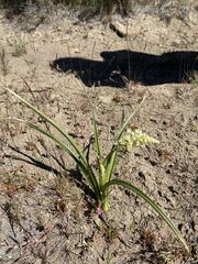 Toxicoscordion venenosum