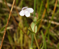 Lindernia dubia anagallidea