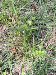 Cyperus croceus