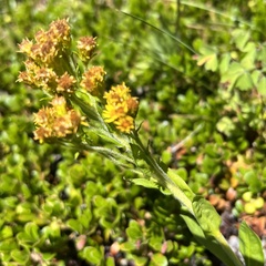 Solidago multiradiata