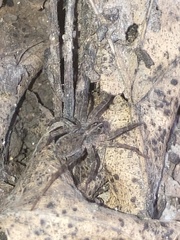 Tigrosa georgicola